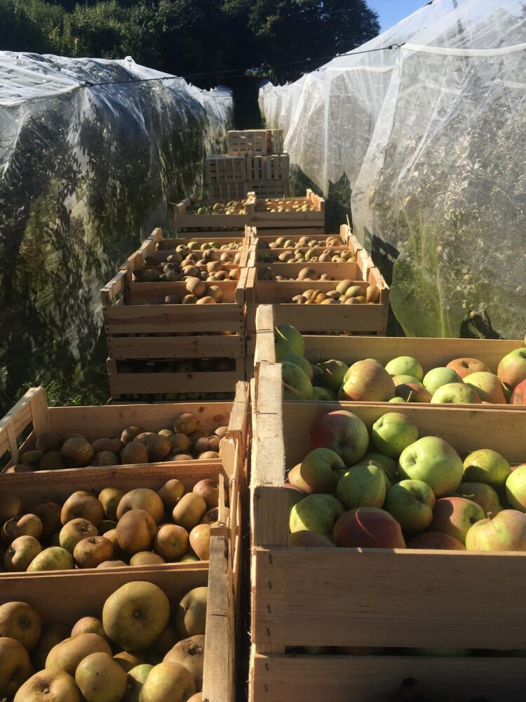 Récolte de pommes Canada