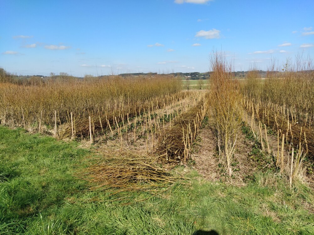 Taille Fragilis Rouge Belge