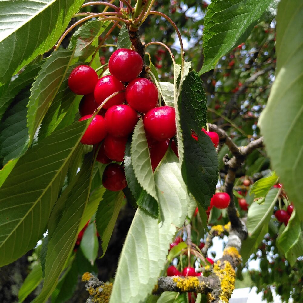 nos légumes
