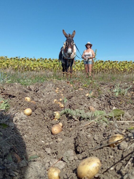 Récolte des pommes de terre 