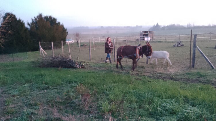 Débardage de fagots de branches