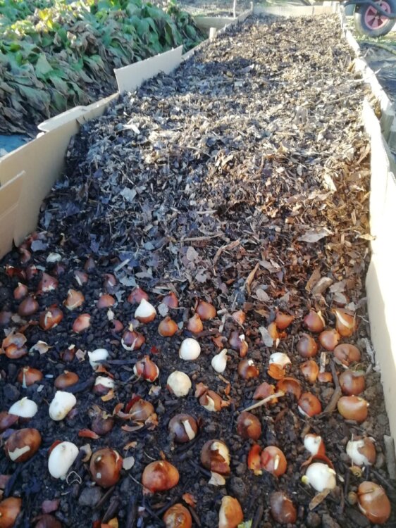 Tulipes recouvertes de broyat