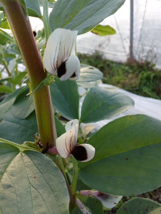Magnifiques fleurs de fèves