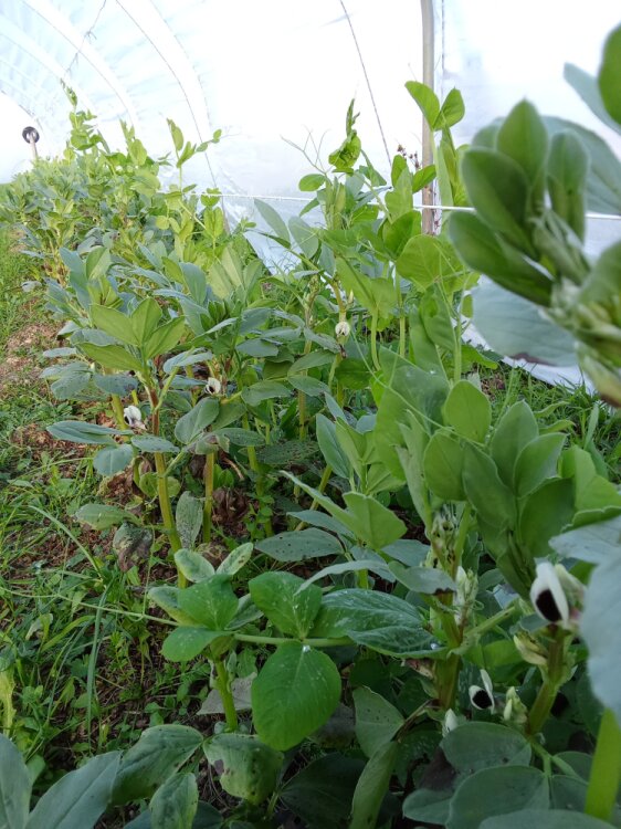 Petits pois et fèves entremêlés