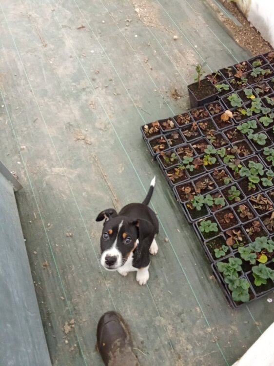 D'Artagnan nouveau petit apprentis à la ferme